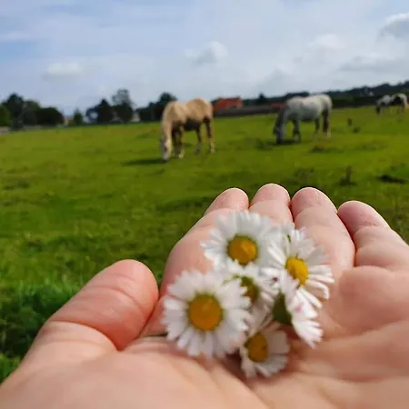 Houten Tussen Paarden *