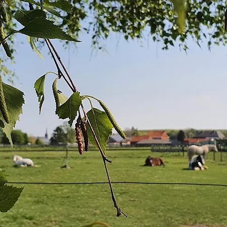 Houten Tussen Paarden Nieuwerkerken