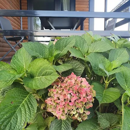 Houten Tussen Paarden Nieuwerkerken