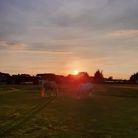 Houten Tussen Paarden Nieuwerkerken