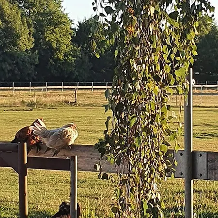 Houten Tussen Paarden *